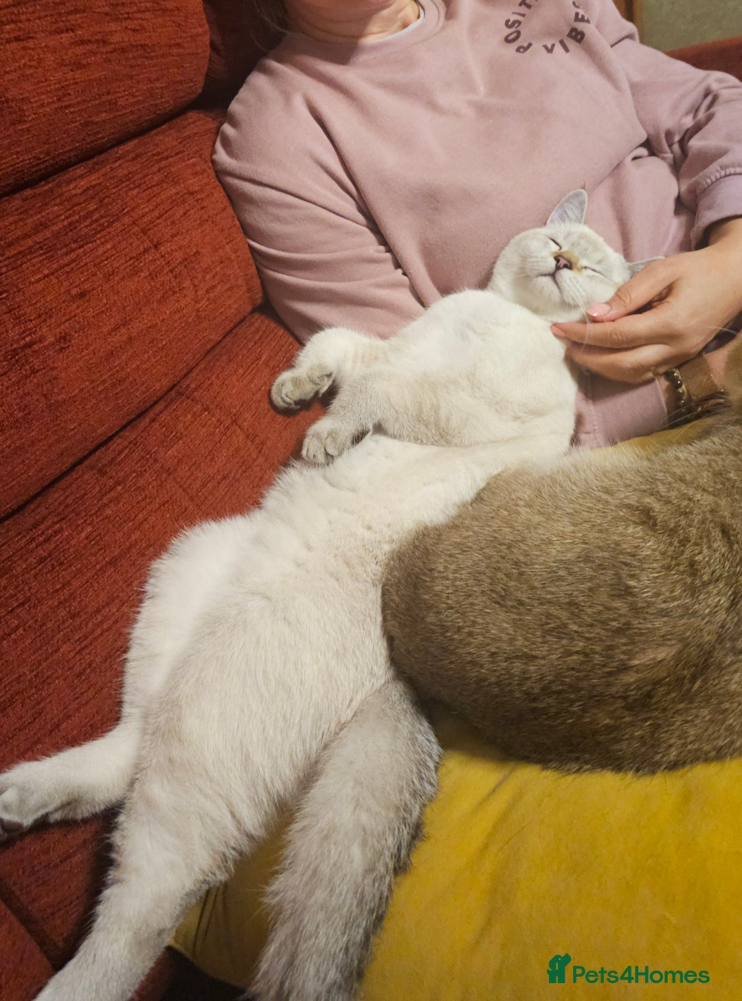 Scottish Fold cats for sale: 😸 Scottish Fold pedigree kittens😸 - Advert 12