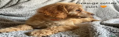 Orange collar 
