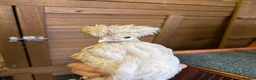 Chickens poultry for sale: Two polish fritz and two silkies for sale  in Bridgend - Advert 4