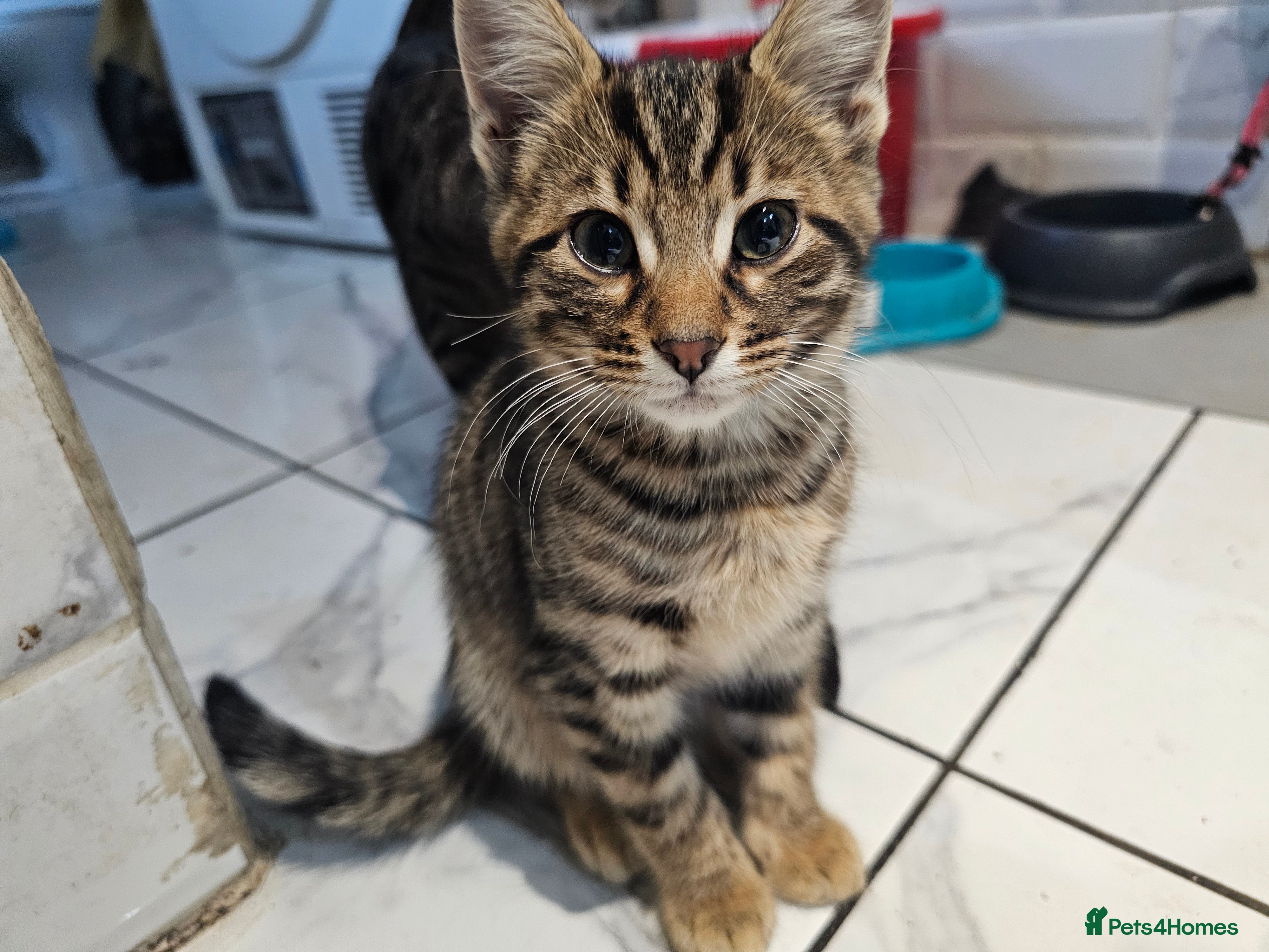 Bengal cats BENGAL X KITTENS - Advert 1