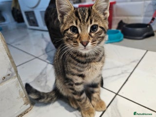 Bengal cats BENGAL X KITTENS - Advert 2