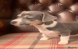 Jack Russell dogs for sale: Fantastic litter of miniature jr rare  colours  - Image 23