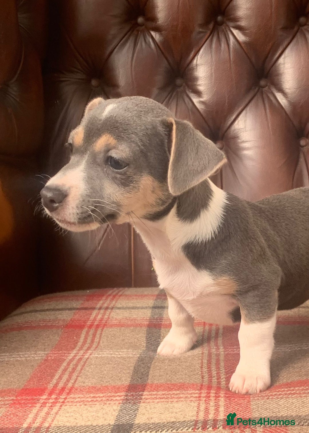 Jack Russell dogs for sale: Fantastic litter of miniature jr rare  colours  - Image 23