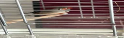 Finches birds for sale: Male and female zebra finches for sale  in Burton-on-Trent - Advert 3