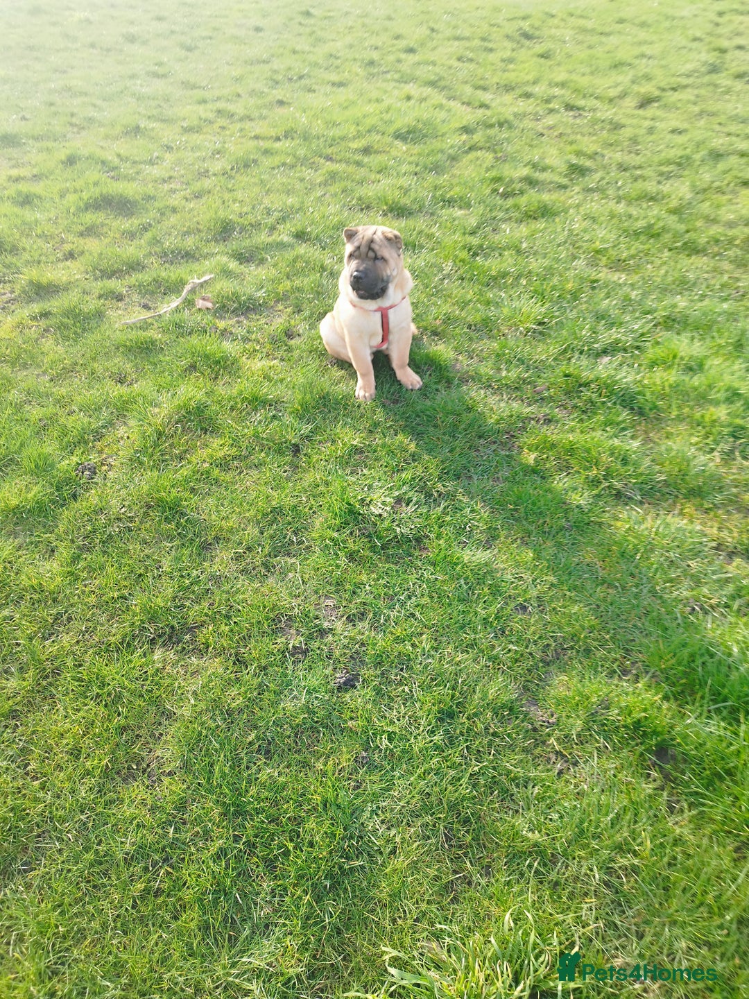 Mixed Breed dogs for sale: For sale Chow-Pey - Image 8