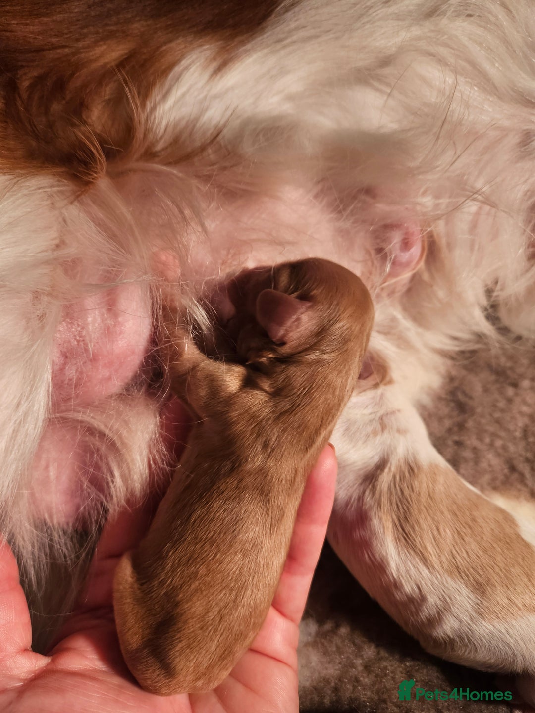 Mixed Breed dogs for sale: Adorable Cavapoo Puppies 🐶  - Image 20