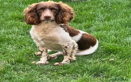 English Springer Spaniel dogs for stud: English springer spaniel to stud. - Image 8