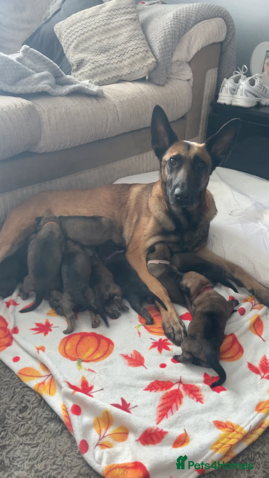 Mixed Breed dogs for sale: 4 very beautiful pups  - Advert 2