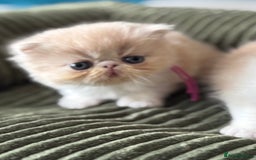 Exotic cats for sale: Superb GCCF Exotic kittens Health Tested parents - Image 12