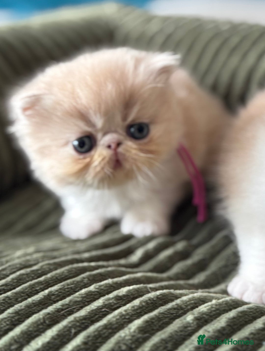 Exotic cats for sale: Superb GCCF Exotic kittens Health Tested parents - Image 12