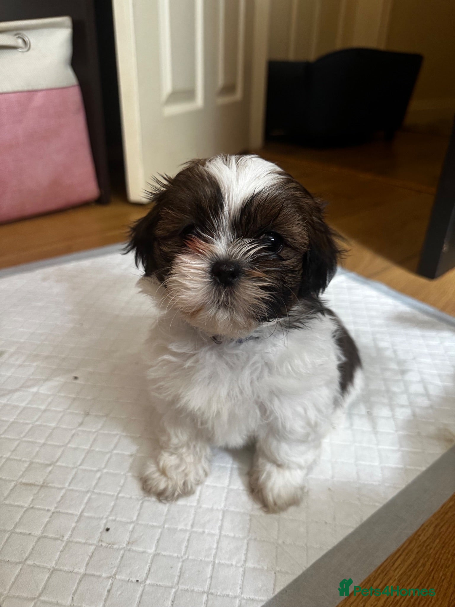 Shih Tzu dogs     🐾 Gorgeous Shih Tzu Puppies ♥️ 🏡 4 left♥️ ! - Advert 2
