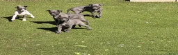 Whippet dogs for sale: Whippets  - Advert 22