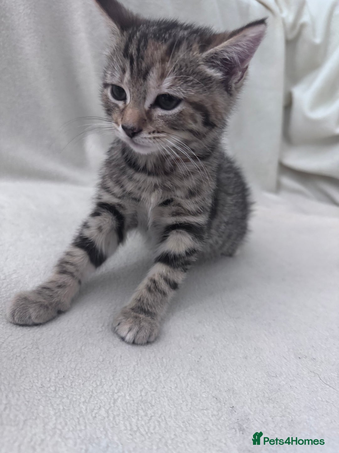 Mixed Breed cats for sale: Cute kittens looking for nice home  - Image 15
