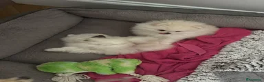 Pomeranian 1