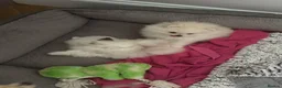 Pomeranian dogs for sale: White male baby Pomeranians  in Keighley - Advert 3