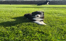Border Collie dogs for sale: Superb litter of purebred Border Collie puppies  - Image 22
