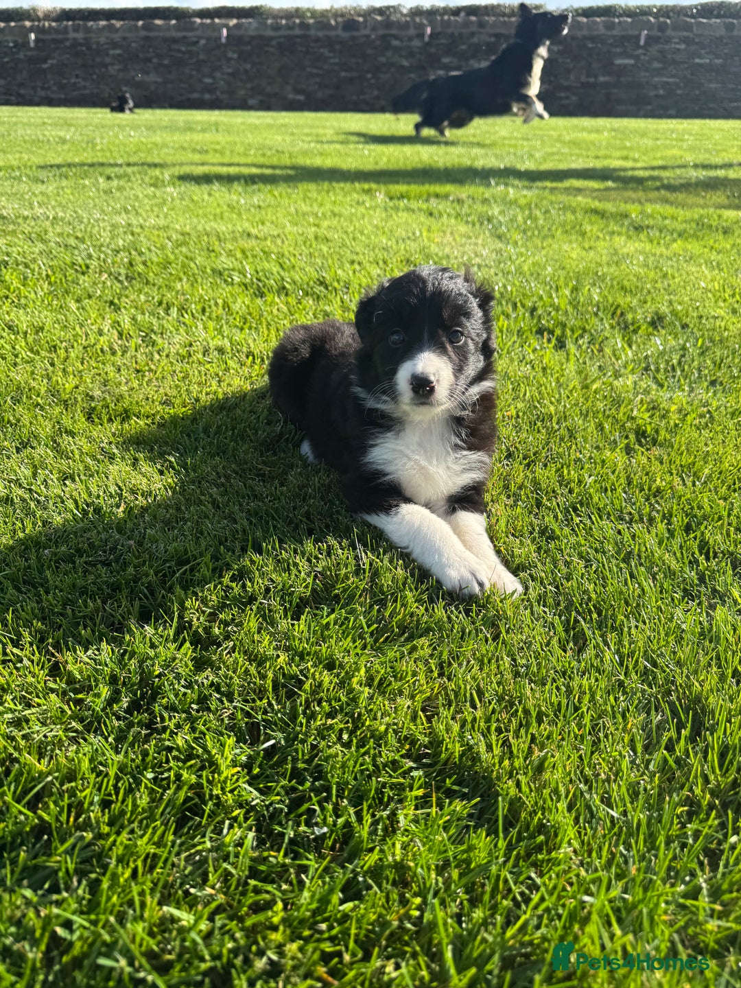 Border Collie dogs for sale: Superb litter of purebred Border Collie puppies  - Image 22
