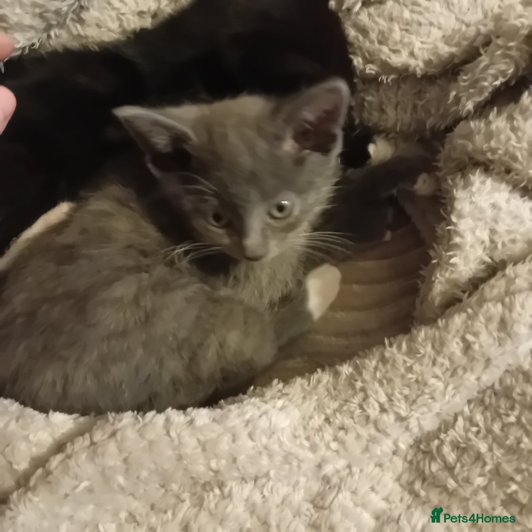 Mixed Breed cats for sale: Two beautiful kittens needing a forever home - Advert 5