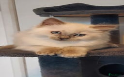 Ragdoll cats for sale: Male ragdoll - Image 3