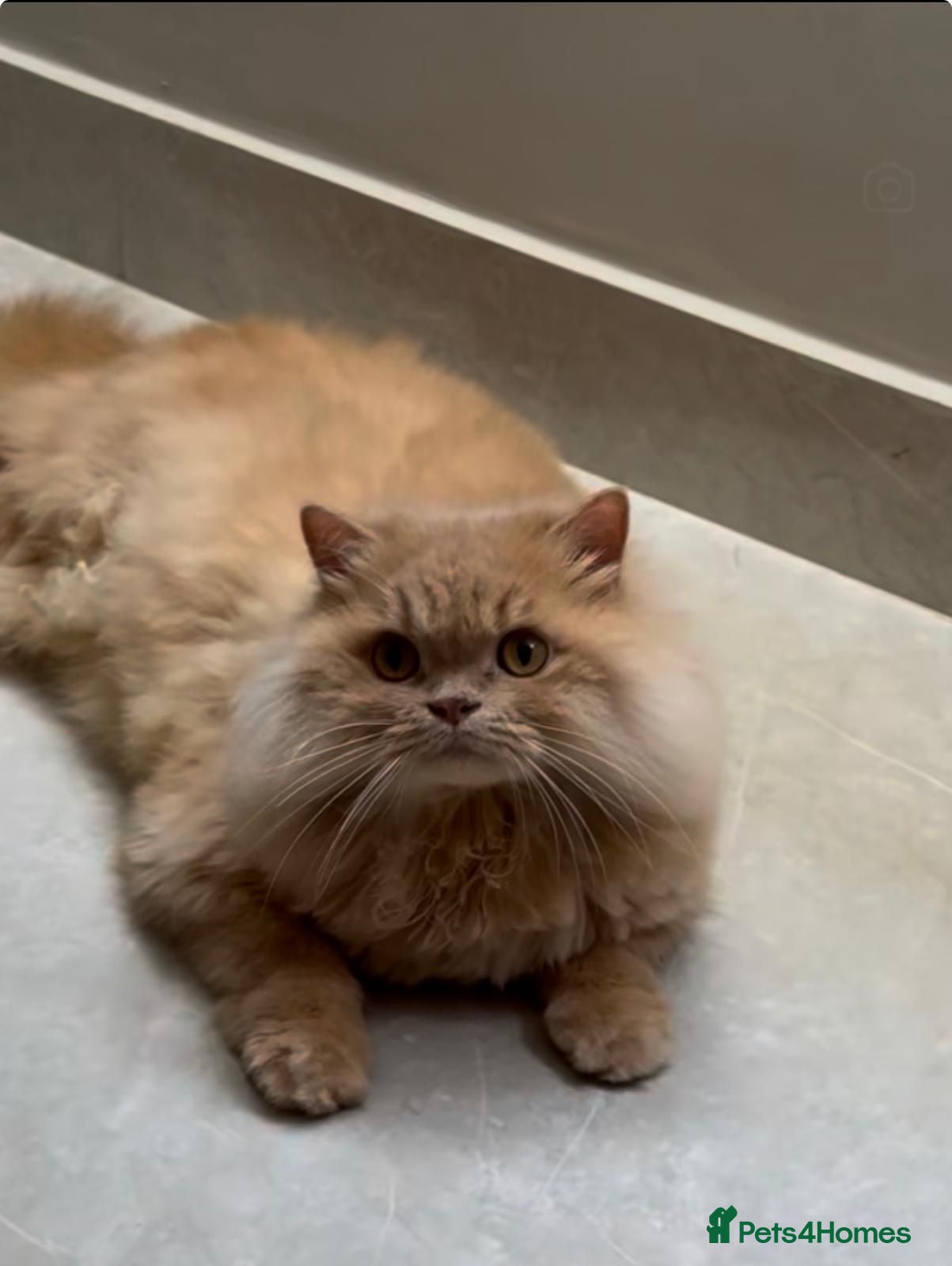 Mixed Breed cats Little Browny - Advert 1