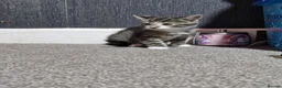Mixed Breed cats for sale: 3 kittens  - Advert 7