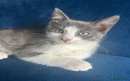 Mixed Breed cats for sale: Cute babies for sale! - Image 5