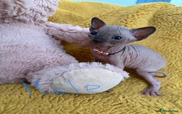 Sphynx cats for sale: TICA Adorable Kittens❤️Parents HCM Clear  - Image 9