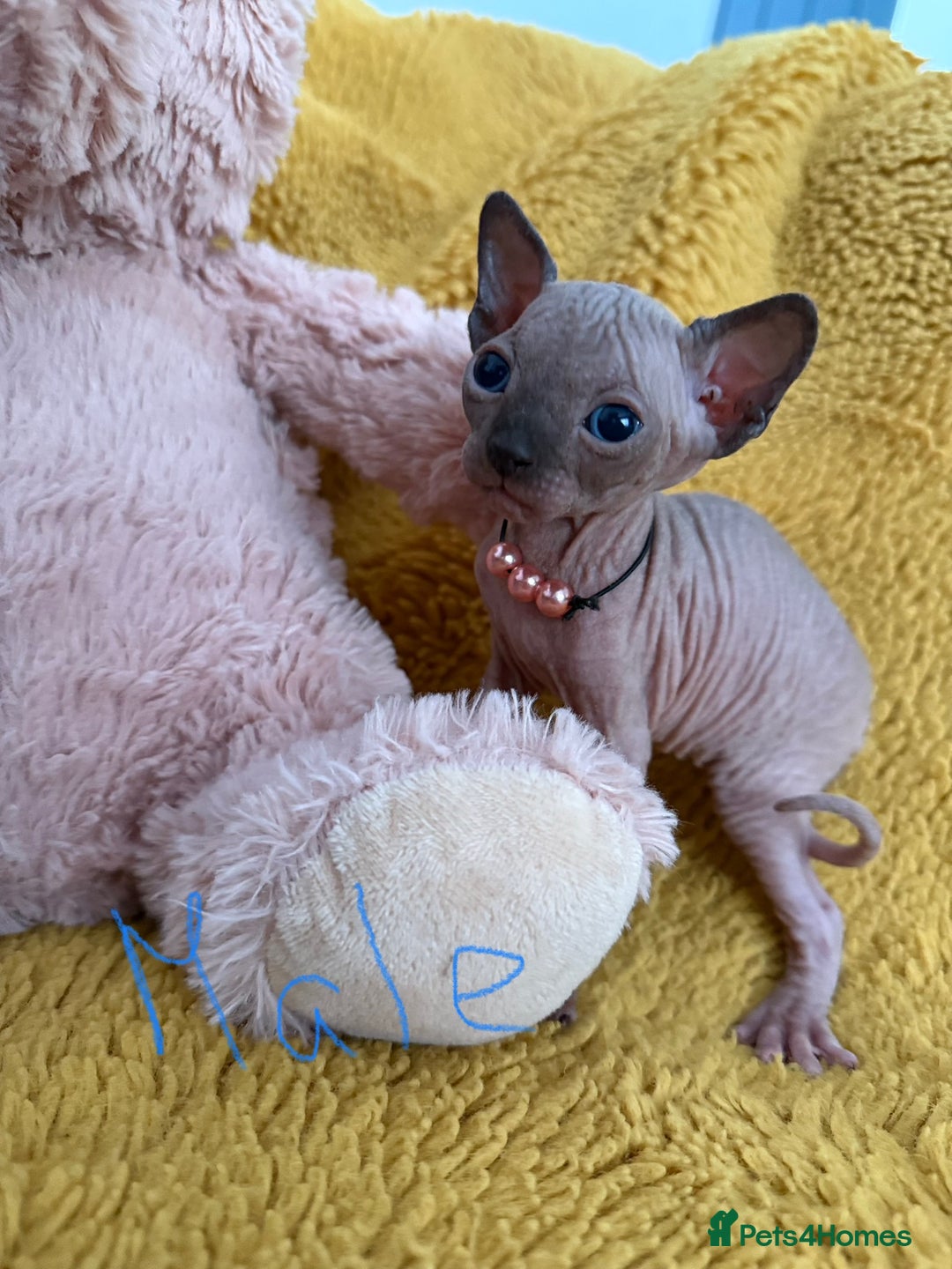 Sphynx cats for sale: TICA Adorable Kittens❤️Parents HCM Clear  - Image 9