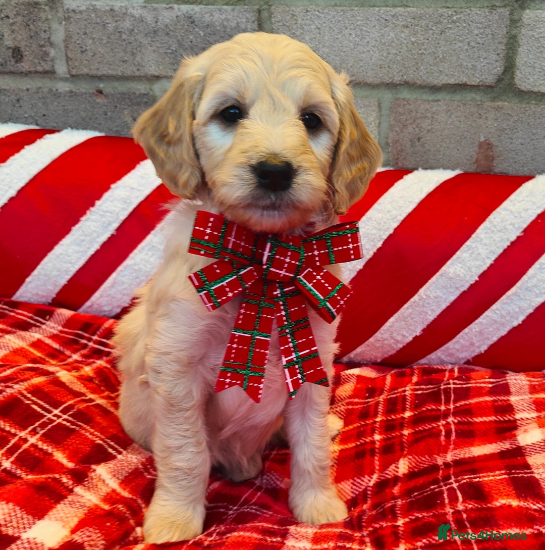 Mini Goldendoodle dogs for sale: *REDUCED* Adorable Red & Apricot Goldendoodles - Advert 5
