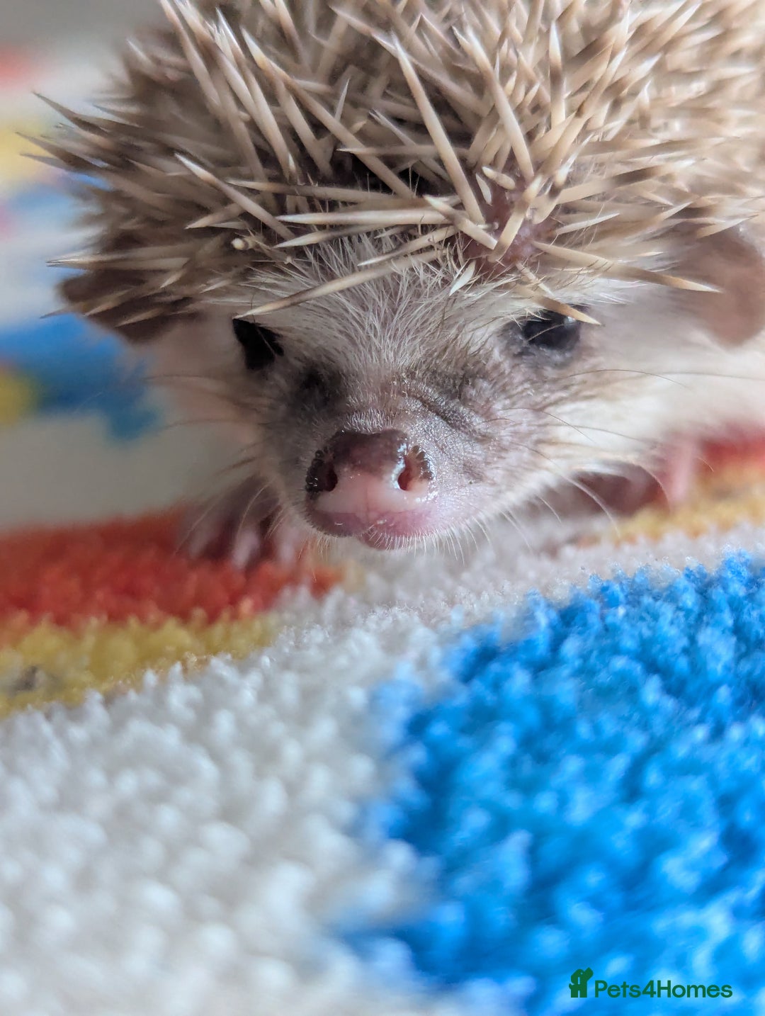 Pygmy Hedgehog rodents for sale: Beautiful Hoglets Ready to Reserve Now - Advert 12