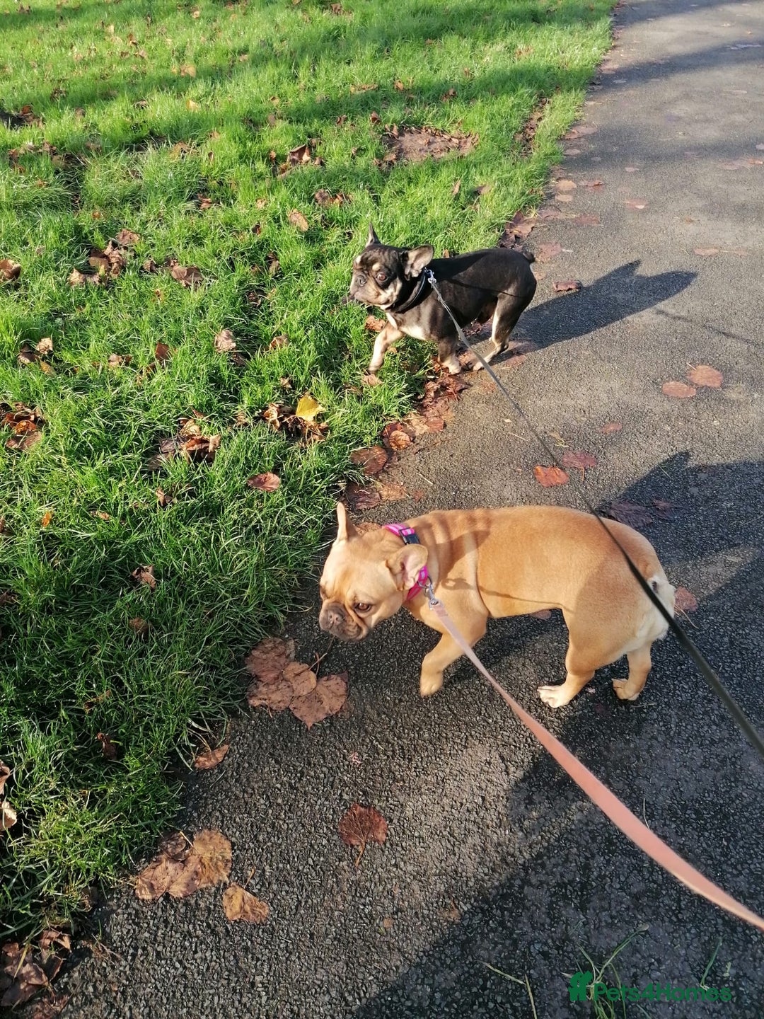 French Bulldog dogs for adoption: ❤️DORIS-LITTLE FRENCHIE GIRL WITH BIG PERSONALITY - Advert 13