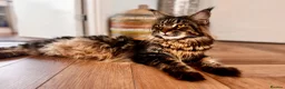 Maine Coon cats for sale: Maine Coon Kittens 🖤 Aberdeen, Scotland  - Advert 9