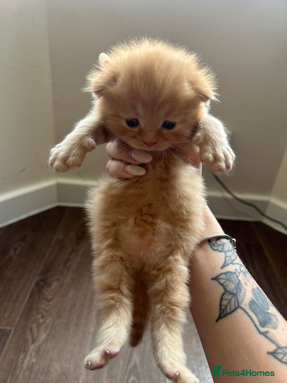 Mixed Breed cats Mixed breed kittens for sale  - Advert 3