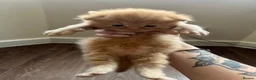 Mixed Breed cats for sale: Mixed breed kittens for sale  - Advert 1