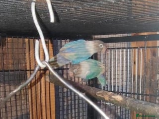 Lovebirds birds Lovebirds blue - Advert 4