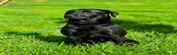 Labrador Retriever dogs for sale: Gorgeous Working Labrador Pups in Crewkerne - Advert 11