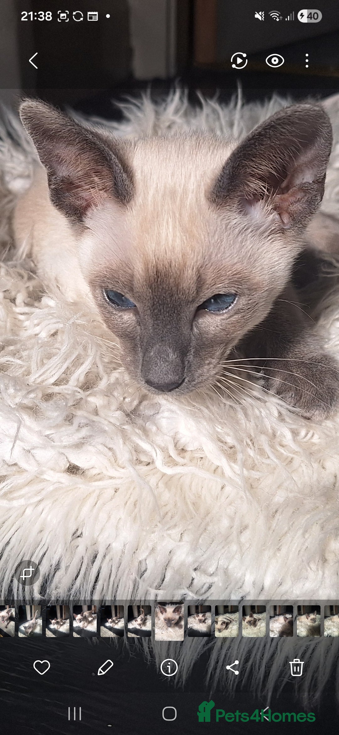 Siamese cats  Chocolate point and lilac point Siamese kittens - Advert 3