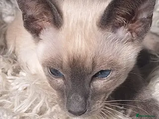 Siamese cats Chocolate point and lilac point Siamese kittens - Advert 3