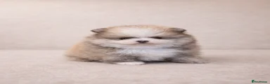 Pomeranian Puppy 1