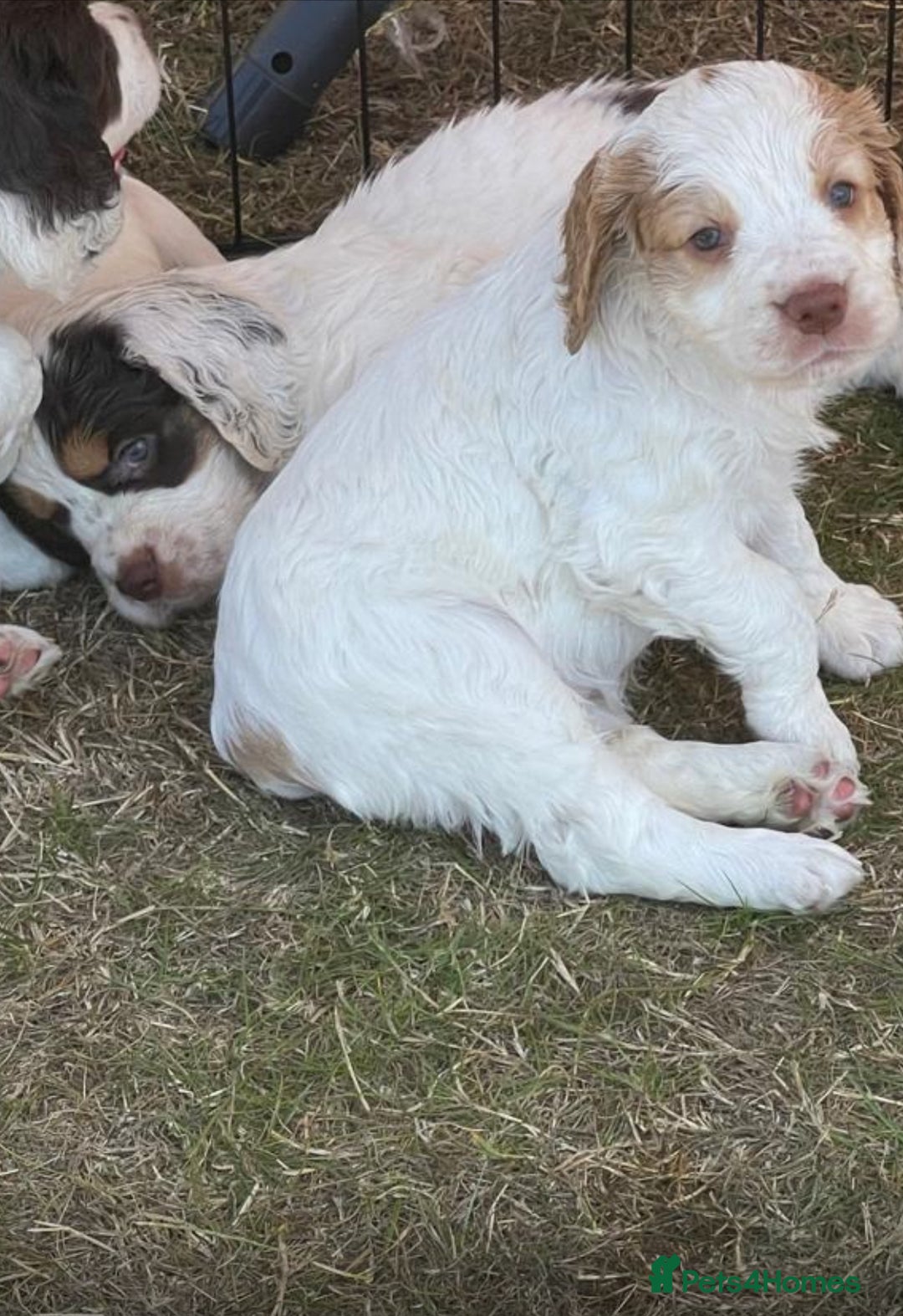 Clumber Spaniel dogs for sale: Clumber Spaniel Hybrid - Image 14