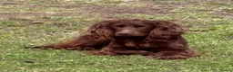 Cocker Spaniel dogs for sale: Chocolate Cocker Spaniel Pups - Advert 4