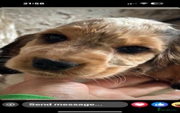 Cocker Spaniel dogs for sale: STUNNING Rizi Bizi sired Cocker puppies DNA Tested - Image 8