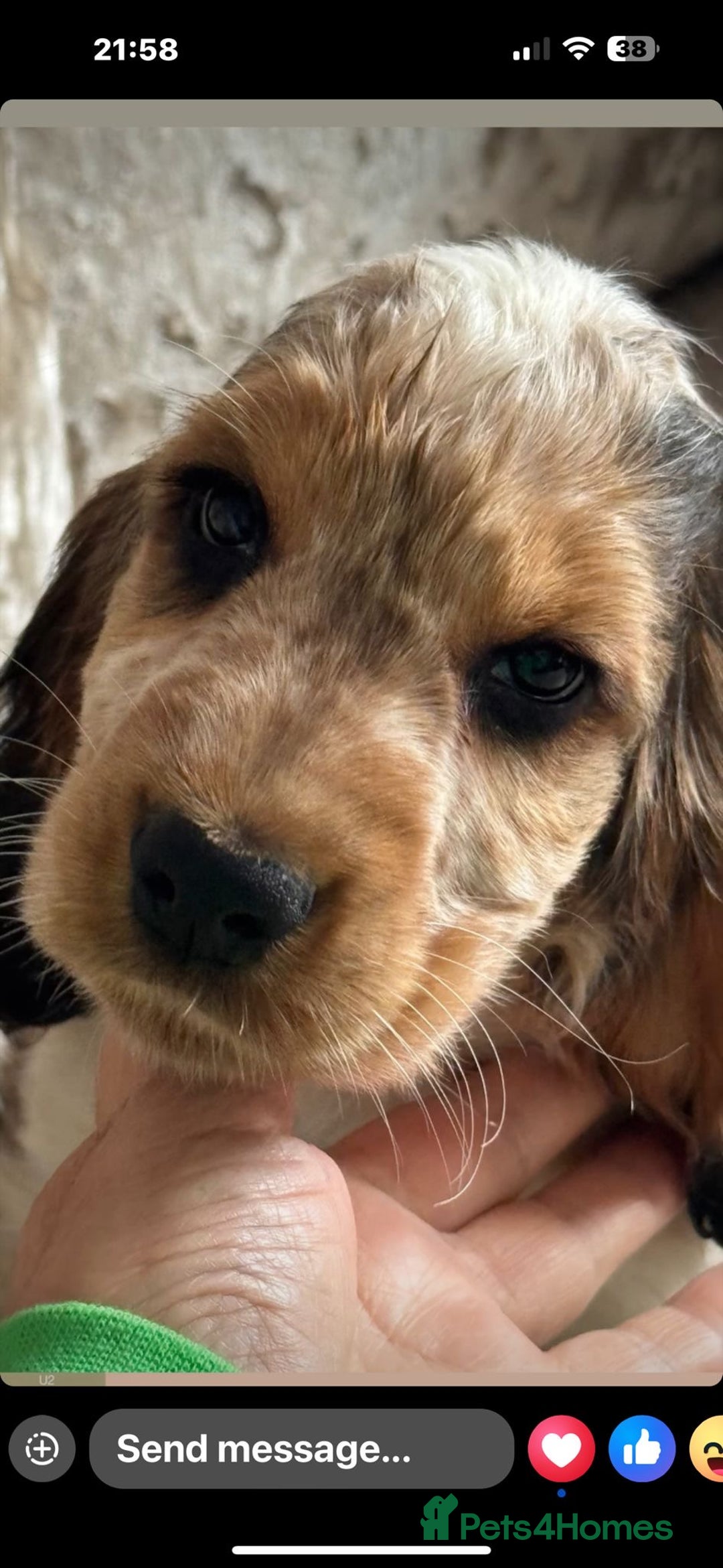 Cocker Spaniel dogs for sale: STUNNING Rizi Bizi sired Cocker puppies DNA Tested - Image 8