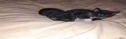 British Shorthair cats for sale: 2 Lovely black and white fluffy kittens - Advert 18