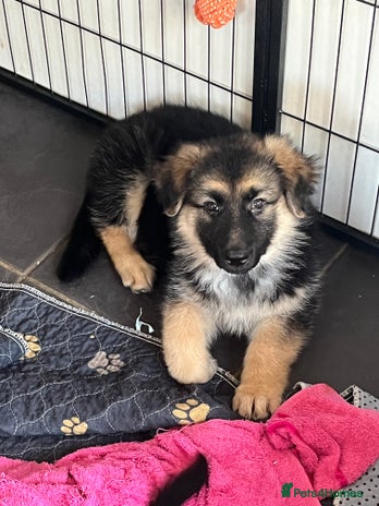 German Shepherd dogs - Advert 4