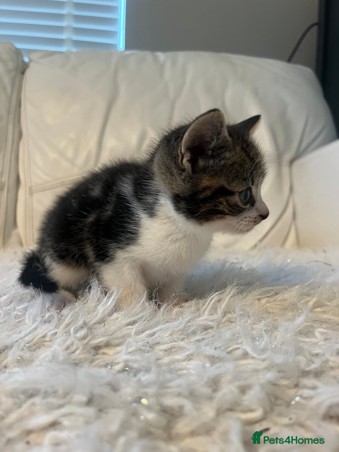 Mixed Breed cats for sale: 3 Beutiful babies  - Advert 26