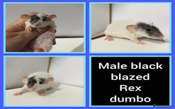 Rat rodents for sale: Adorable Dumbo Baby Rats ❤️ - Image 33