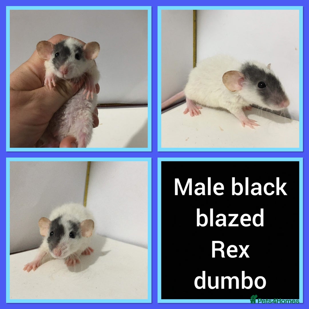 Rat rodents for sale: Adorable Dumbo Baby Rats ❤️ - Image 33