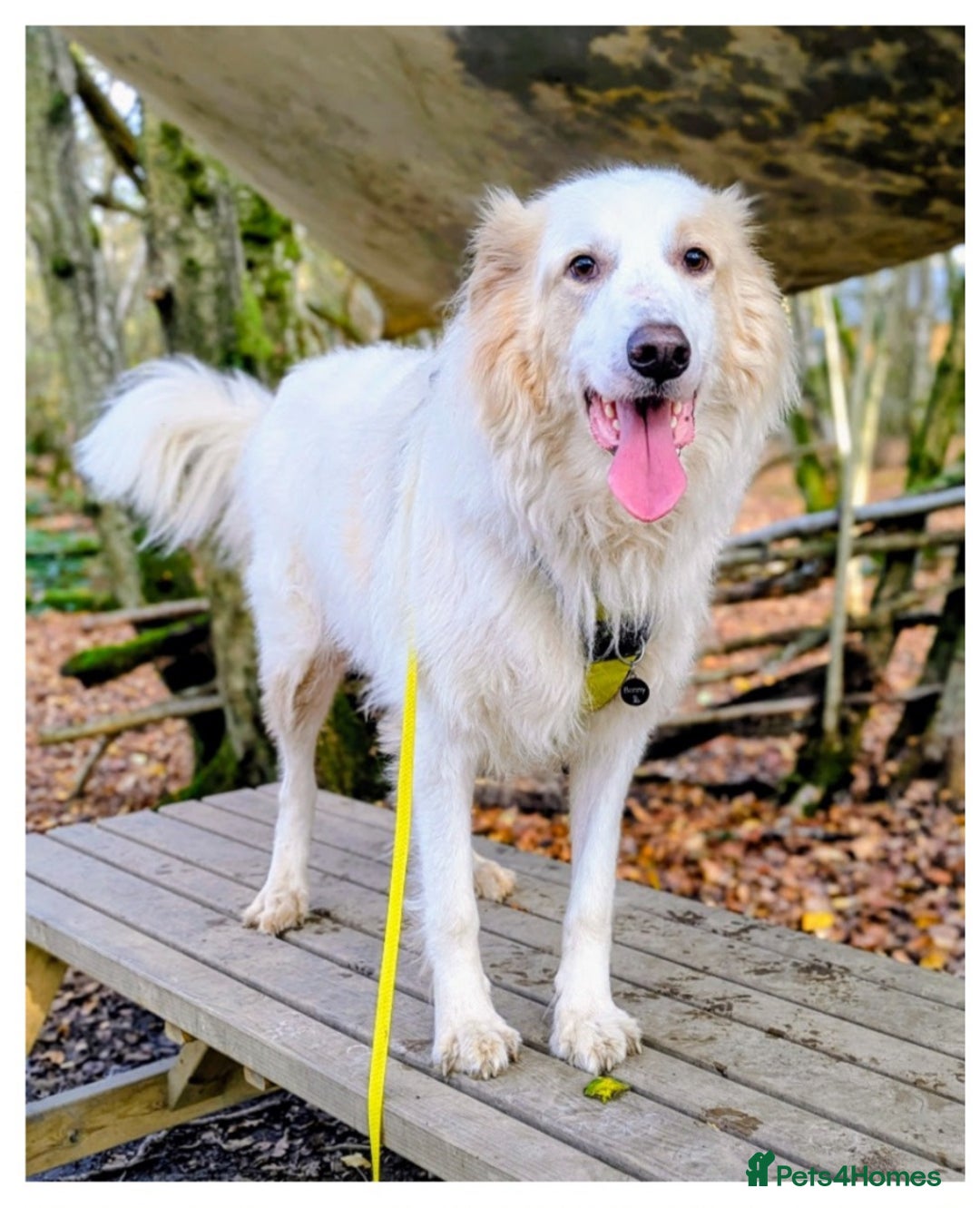 Mixed Breed dogs for sale: Benny looking for a new home - Advert 1