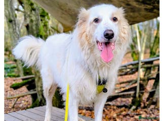 Mixed Breed dogs Benny looking for a new home - Advert 7